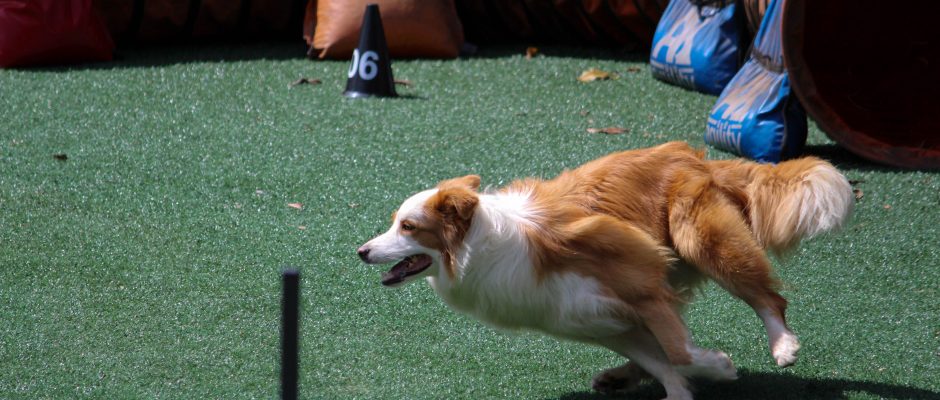 dog agility - Dog sports