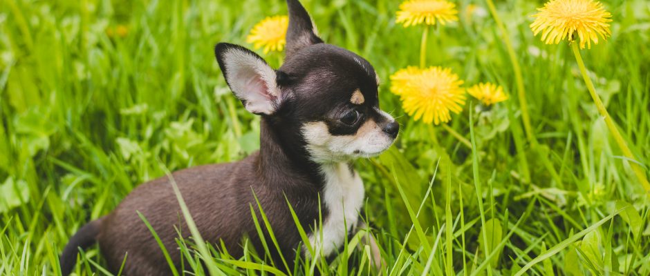 Toxic plants for pets