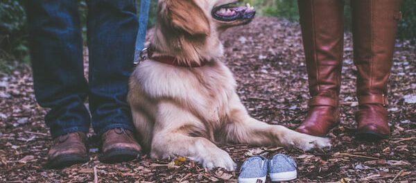 Dog Family and Parenting