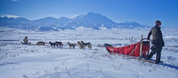 Perros de trineo tirando al musher