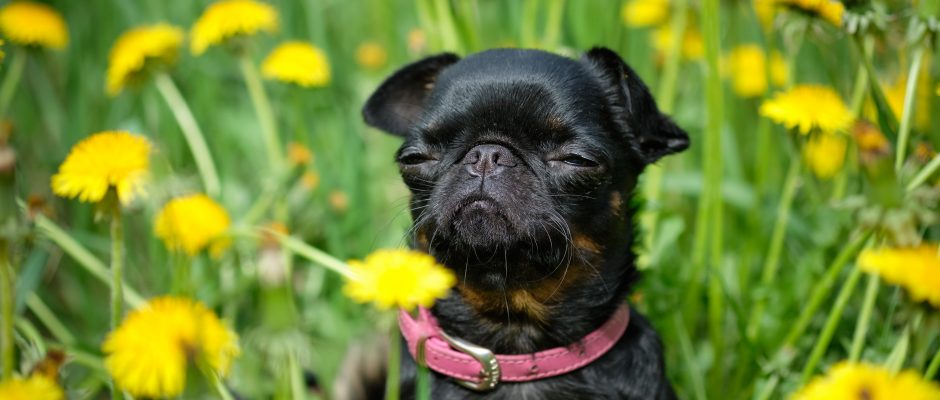 A small black dog sits on the green grass with yellow dandelions . Petit Brabancon. Close-up and selective focus