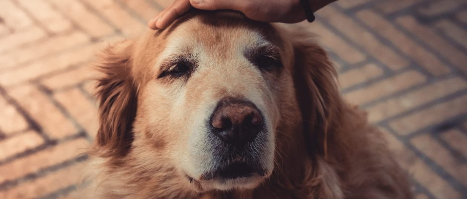 Golden Retriever getting pet