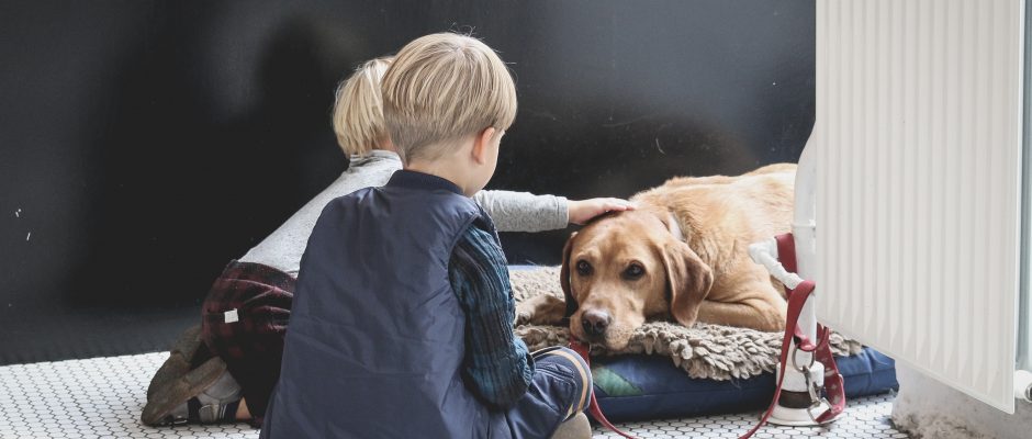 Animal Assisted Therapies