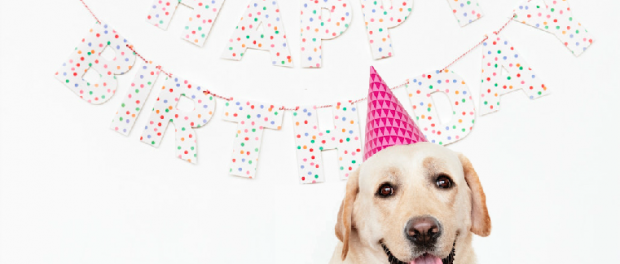 Happy Bithday Dog