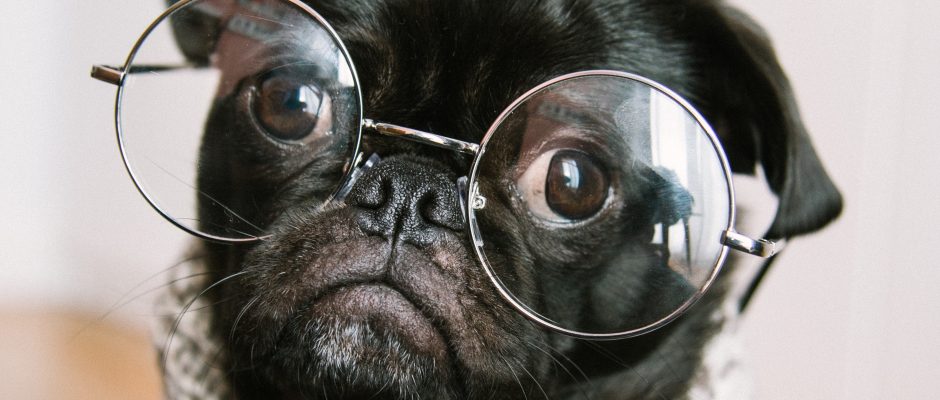 cute pug wearing glasses. Senior dogs 101