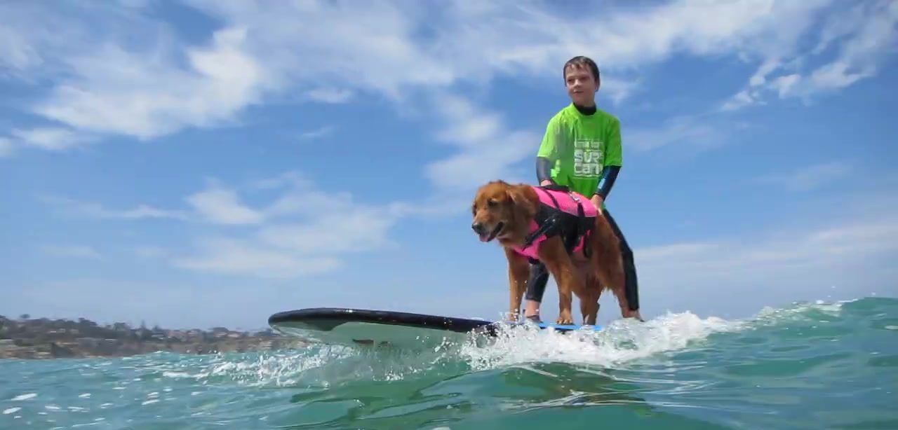 How To Discover Your Dog's Unique Healing Talent Interview with Judy