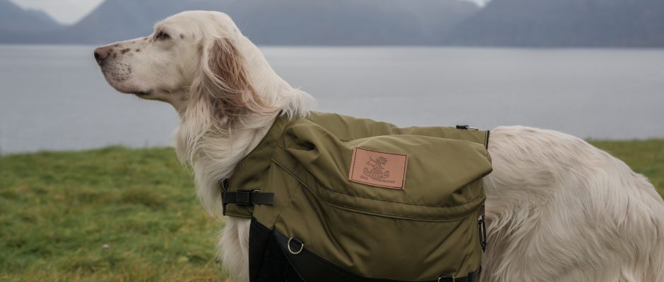 Dog with backpack prepare for natural disaster