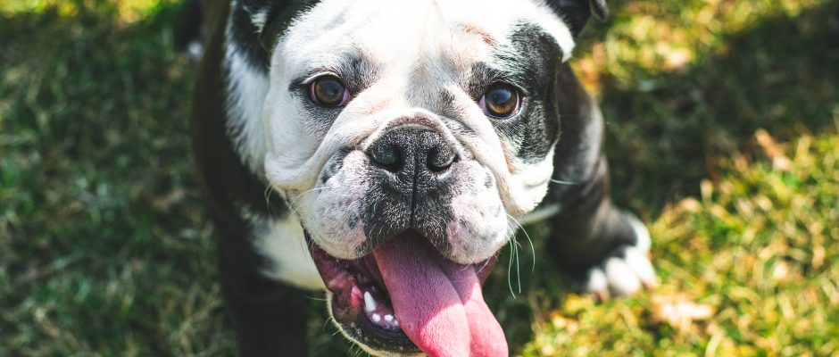 Bulldog smiling with tongue out