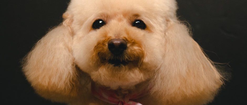 Poodle dog haircut