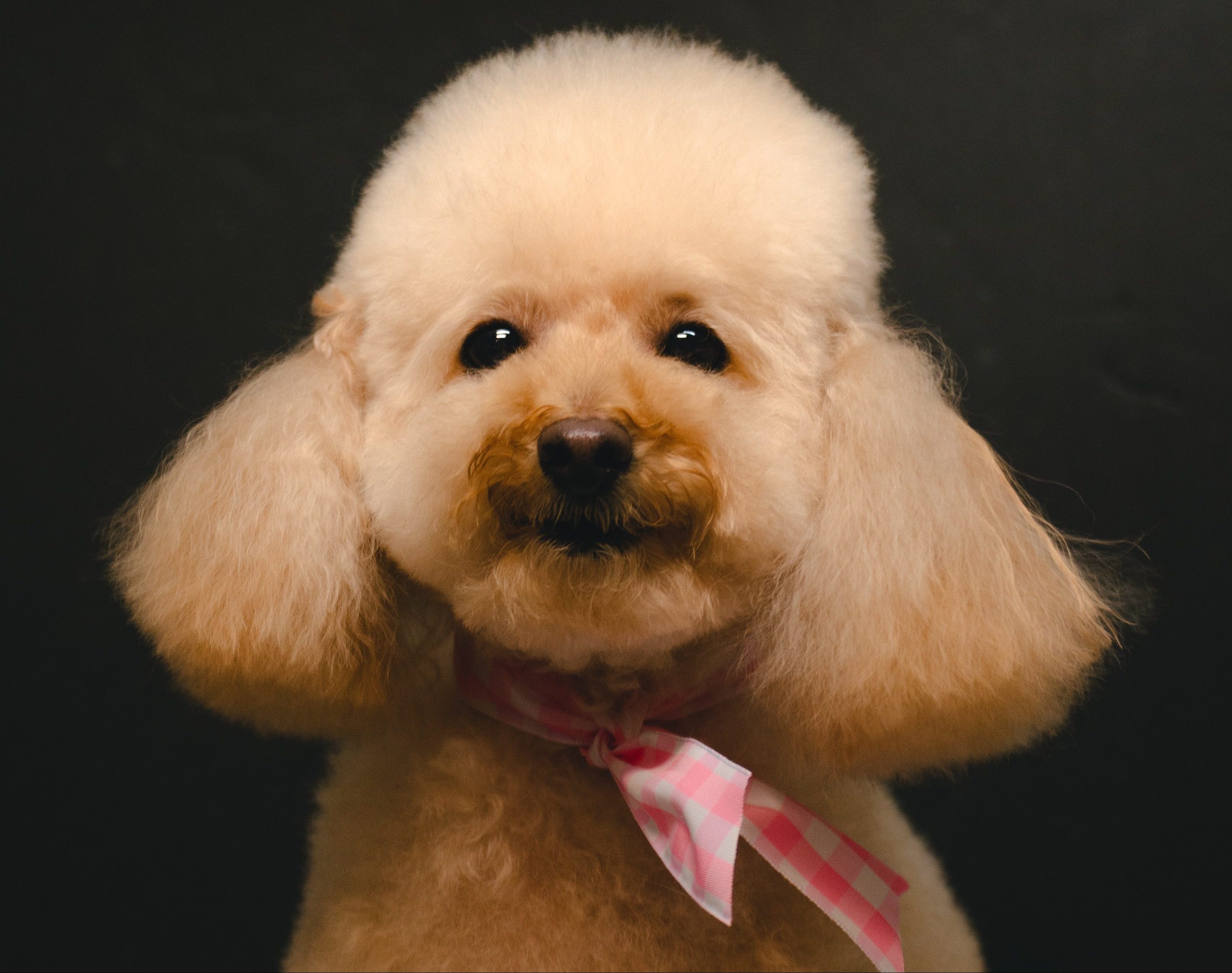 The Ultimate Guide To Groom A Senior Dog COSMODOGGYLAND