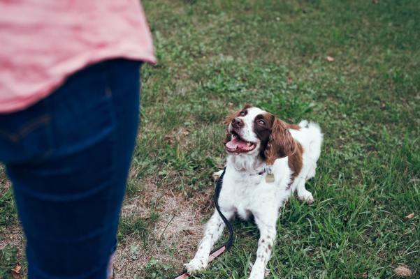 A happy dog showcasing the effectiveness of different types of dog training